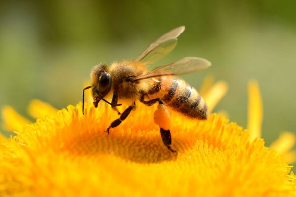 Bienen an der Realschule Hackenbroich