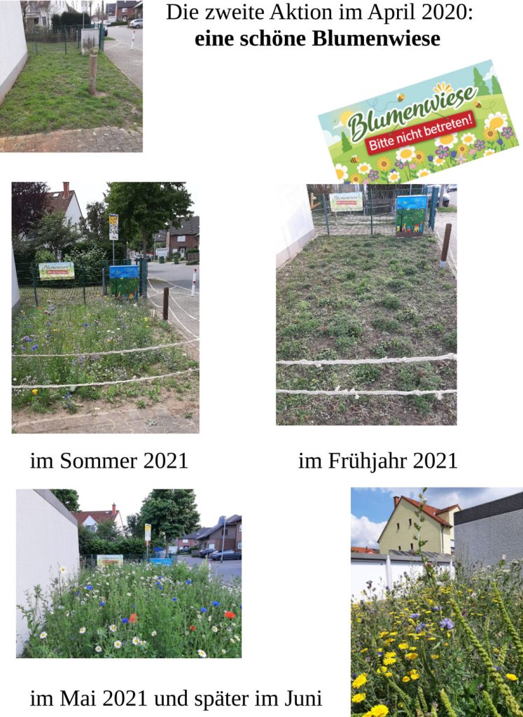 2.-Projekt---Blumenwiese-an-der-Strasse